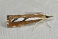 Catoptria speculalis